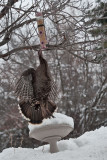 3287 Turkeys.jpg