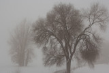 3298 Foggy 2017.jpg