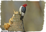 20130504-1 162 Red-headed Woodpecker.jpg