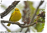20130524 053 Yellow Warbler.jpg