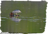 20130509 853 Black-crowned Night Heron & Friend.jpg