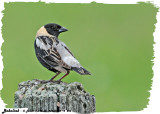 20130610 - 2 255 Bobolink.jpg