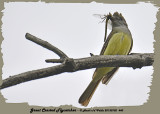 20130702 440 Great Crested Flycatcher HP.jpg