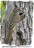 20130702 315 Great Crested Flycatcher.jpg