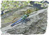 20130627 315 Eastern Pondhawk (m).jpg