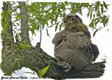 20130626 205 SERIES - Great Horned Owlet.jpg