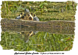 20130713 202 SERIES - Red-eared Slider Turtle.jpg