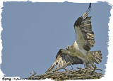 20130621 699 Osprey 1c1.jpg