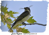 20130718 229 SERIES - Kingbirds & Dragonflies.jpg
