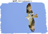 20130806 071 SERIES - White Bass.jpg