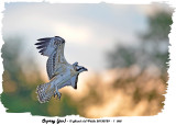 20130729 - 1 068 SERIES - Osprey (juv).jpg