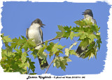 20130716 042 SERIES - Eastern Kingbirds.jpg