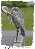 20130809 263 Great Blue Heronx.jpg