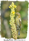 20130821 249 Cape May Warbler.jpg