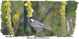 20130823 209 029 173 Cape May Warbler, Chickadee, Y-r Warbler.jpg