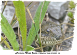 20130809 788 Northern water Snake.jpg