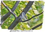 20130821 088 Blue-headed Vireo.jpg