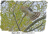 20130903 411Cooper’s Hawk2a.jpg