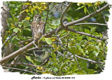 20130908 215 SERIES - Merlin.jpg