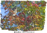 20130806 232 Green Heron.jpg