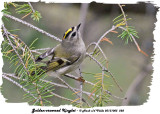 20131005 228 Golden-crowned Kinglet.jpg