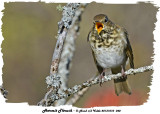 20131010 040 Hermit Thrush.jpg
