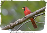 20131005 002 Northern Cardinal2.jpg