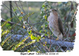 20131020 072 Cooper’s Hawk.jpg