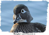 20131025 290 SERIES - Wood Duck.jpg