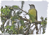 20130608 160 Great Crested Flycatcher.jpg