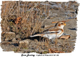 20131103 032 Snow Bunting.jpg