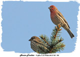 20131103 728 House Finches.jpg