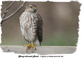 20131109 207 Sharp-shinned Hawk (juv) .jpg