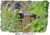 20131005 199 Squirrel.jpg