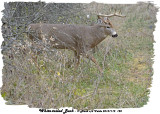 20131112 120 White-tailed Buck.jpg