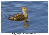 20131116 442 King Eider (f).jpg