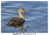 20131116 439 SERIES - King Eider (f).jpg