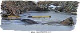 20131126 141 Beaver 141 271 1r1.jpg