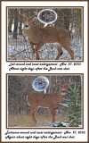 14 20101127 145 127 White-tailed 10 point wounded Buck.jpg