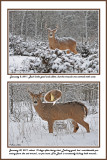 18 20110108 111 20110130 128 White-tailed Deer.jpg