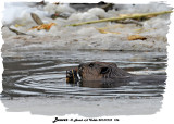 20131210 156 Beaver 1c1.jpg