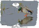 20131114 320 Mallard.jpg