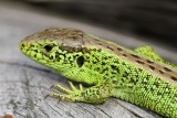 IMG_6852