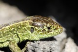 Ce jeune lézard a pris la pose quelques instants, juste le temps de faire ce portrait