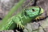 Cachée dans l'herbe, j'ai pu approcher à 15cm à peine de ce petit lézard - Hidden in the grass, I could approach very close.