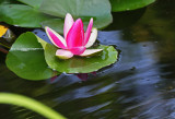 2014 08 10_LUNE_0060_nymphéa-800.jpg
