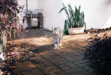 cats__dogs