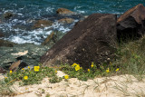 Wild flowers