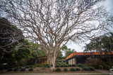 Old tree in Brisbane