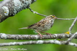 Savannah Sparrow - (Passerculus sandwichensis) - Bruant des prés